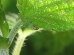 Uroleucon jaceae