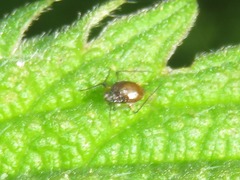 Uroleucon jaceae