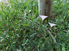 Convolvulus arvensis