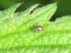 Uroleucon jaceae
