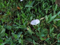 Convolvulus arvensis