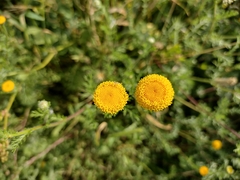 Anacyclus valentinus