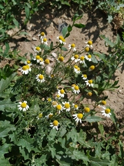 Matricaria chamomilla