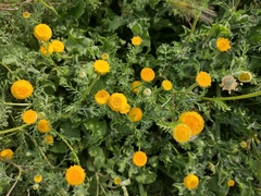 Anacyclus valentinus