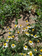 Matricaria chamomilla