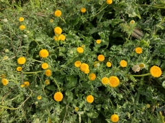 Anacyclus valentinus