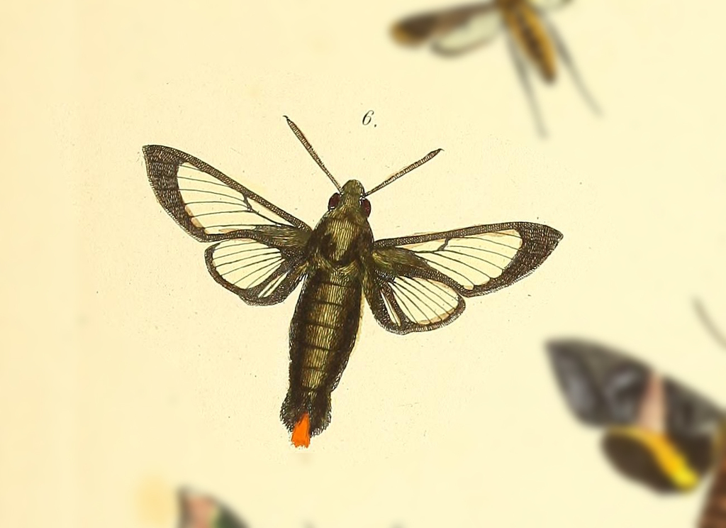 Hemaris venata