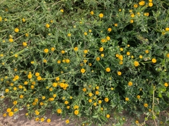 Anacyclus valentinus