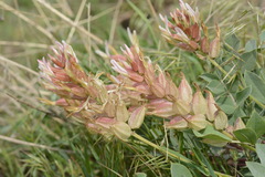Astragalus megalomerus