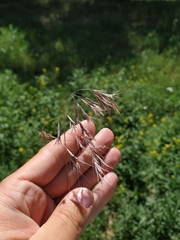 Bromus tectorum