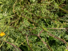 Anacyclus valentinus