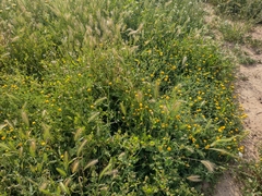 Anacyclus valentinus