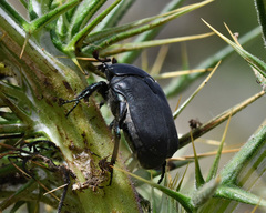 Protaetia afflicta