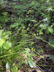 Carex rosea