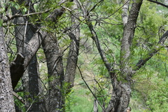 Fraxinus sogdiana