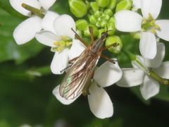 Empis digramma
