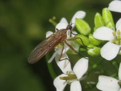 Empis digramma