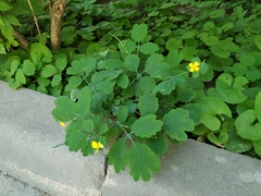 Chelidonium majus