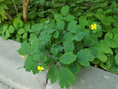 Chelidonium majus
