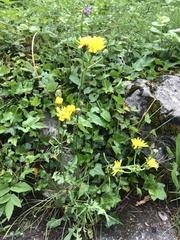 Cichorieae