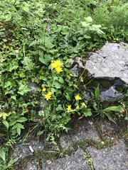 Cichorieae