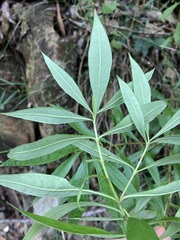 Logania albiflora