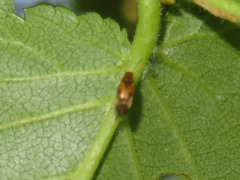 Anaspis maculata