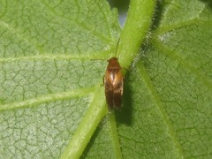 Anaspis maculata