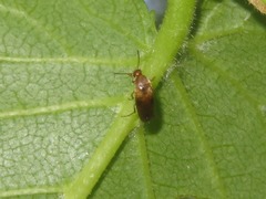 Anaspis maculata