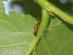 Anaspis maculata