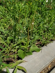 Plantago major