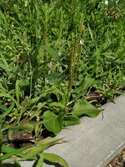 Plantago major