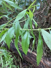 Logania albiflora