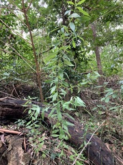 Logania albiflora