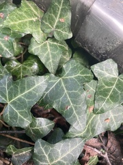 Hedera
