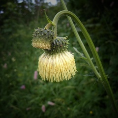 Cirsium erisithales