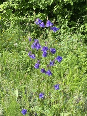Aquilegia vulgaris