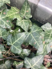Hedera