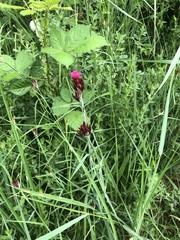 Dianthus