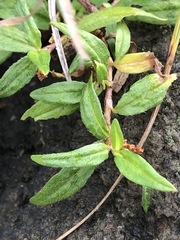 Persicaria prostrata