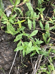Persicaria prostrata