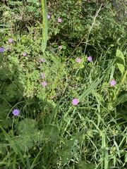 Geranium