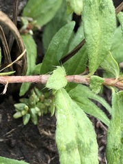 Persicaria prostrata
