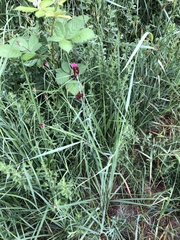 Dianthus