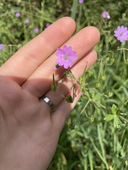 Geranium