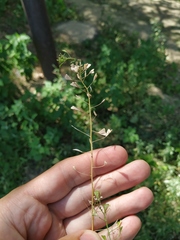 Capsella bursa-pastoris