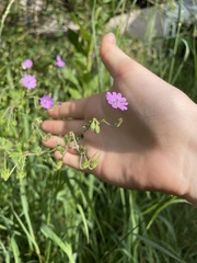 Geranium