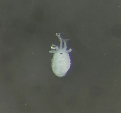 Temnocephala