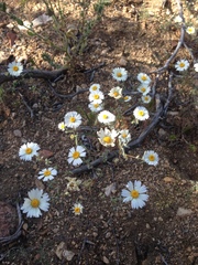 Layia glandulosa