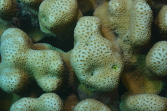 Goniastrea stelligera